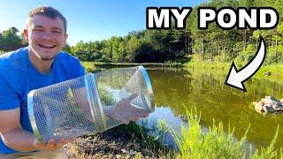 Minnow Trapping to Stock My Pond!