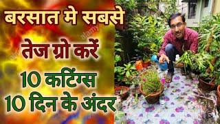 इस बरसात में सिर्फ १० दिन में लग जाएगी ये १० कटिंग्स / Fastest growing Cuttings