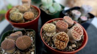 All About Lithops Care