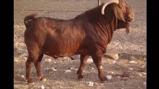 TOP 10 BEST MEAT GOAT BREEDS