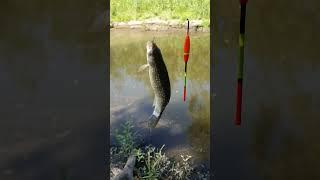 27.06.2024 Рыбалка в Запорожье #fishing #fish #рыбалка