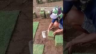 Penjual rumput taman caruban jual rumput gajah mini rumput jepang rumput golf caruban