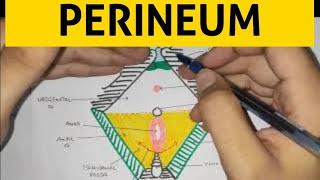Perineum - 1 | Abdomen