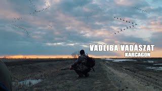 Vadkaland (15.rész) - VADLIBA VADÁSZAT KARCAGON