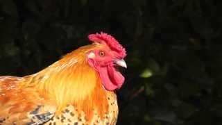 Rooster crowing loud in the sunshine morning !