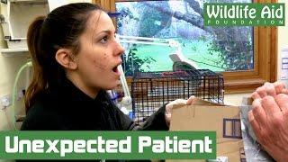 What's in the box? Abandoned pet at Wildlife Aid!