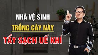 Trồng cây này trong Nhà Vệ Sinh, Tẩy sạch uế khí, đón bình an