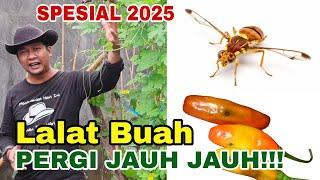 Lalat Buah Tidak Bikin PUSING LAGI