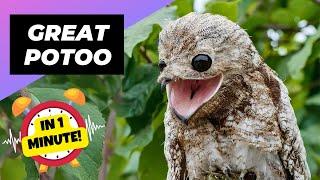 Great Potoo  The Creepiest Bird! | 1 Minute Animals