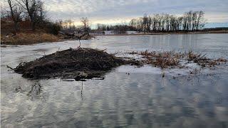 This Tiny Farm Pond had a HUGE Hidden Lodge! (Multiple Big Beaver)