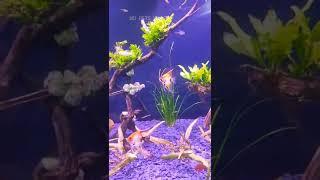 Koi Angelfish Pair |MD Pets Vlogs| #shorts #angel #cichlid