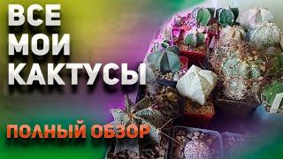 Все мои кактусы. Подробный обзор. Уход за кактусами