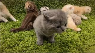 Scottish Fold / Guide / Care