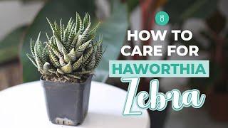 How to care for Haworthia Zebra | Tips for growing Haworthia Succulent