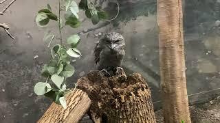 Angry Owl @lincolnparkzoo