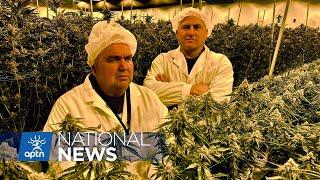 All Nations Cannabis company is cashing in on B.C. bud | APTN News