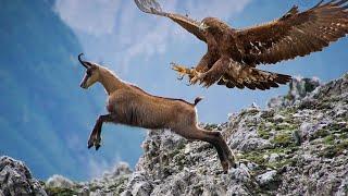 This is how the Chamois are saved from the Predators! Agile, Fast and Fearless ungulates!