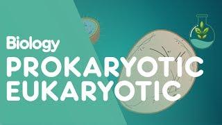 Prokaryotic vs Eukaryotic: The Differences | Cells | Biology | FuseSchool