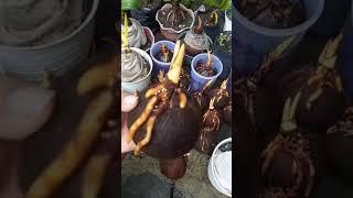 cara membuat bonsai kelapa super keren