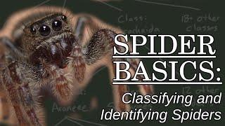 Classifying and Identifying Spiders - Spider Basics: Beyond the Eight Legs, Episode 4