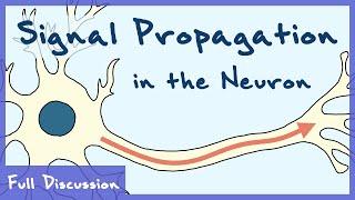 Signal Propagation In The Neuron (Neurophysiology) | Full Discussion