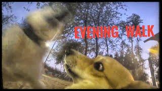 GoPro Footage A typical evening walk with Varya The Corgi Corgi Pembroke accessories dog harness