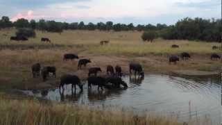 Massive Croc VS 1-Ton Buffalo - EPIC FOOTAGE!