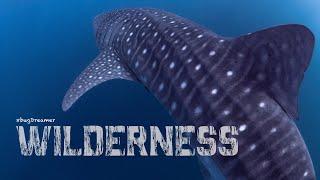 WILDERNESS 2022 | Diving the islands of Flores, Komodo and Sumbawa  4K