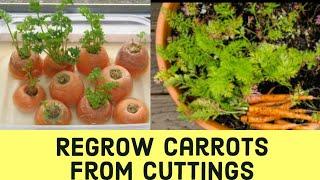 How To Grow Carrots From Cuttings | Grow Carrots Without Seeds | Carrots At Home