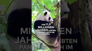 PANDAS AUS EUROPA: Neue Ausgrabungen enthüllen sensationelle Herkunft!