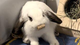 Bunny melts into guy's arms, gets adopted