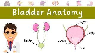 Anatomy of the BLADDER (made easy!)