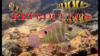 Meet The Xingu Rapids Cichlid - Retroculus xinguensis!