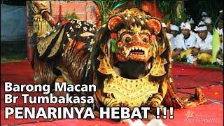 2.3 M VIEWS BARONG MACAN BALI - Tegallalang Gianyar