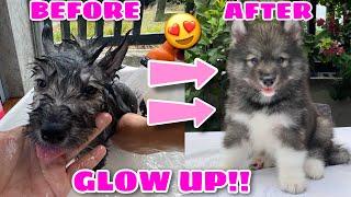 Puppies’ Transformation! | THEY TOOK A BATH! | Husky Pack TV