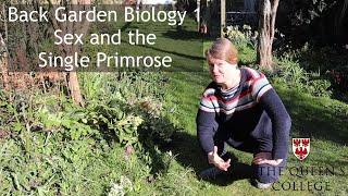 Sex and the Single Primrose | Back Garden Biology 1 with Dr Lindsay Turnbull