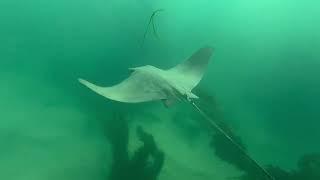 BlueVibes: The SEAlifyiest day EVER + plus this SHARK was 2x BIGGER than I’ve ever seen in the water