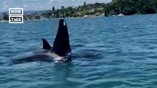 Jet-Skiers Have Remarkable Encounter With Orcas #Shorts