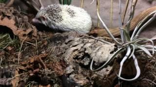 Bioactive African pygmy hedgehog vivarium