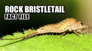 Rock Bristletail Facts: NOT a Silverfish  Animal Fact Files