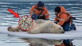 Rescuers Save Polar Bear Severely Injured By Millions Of Barnacles On Its Body