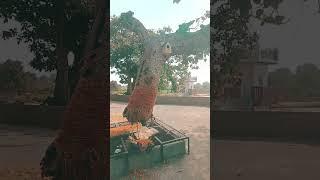 Flying Tree in Hansi Haryana (India) Samadha Mandir Hansi