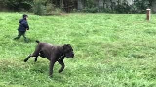 Black Cane Corsos - San Rocco Cane Corso