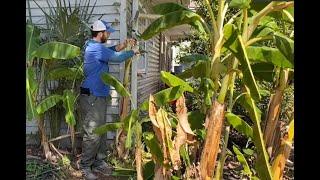 How to Care for Your Banana Plants