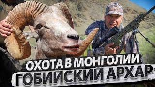 Трофейная охота в Монголии. Гобийский архар