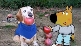 Dog with Apple in Mouth | Apple Dog AI Memes Compilation 2 / Dog With Apple | Apple Dog Core