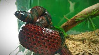 Гондурасская молочная змея. ЖИВОТНЫЕ САФАРИ-ПАРКА