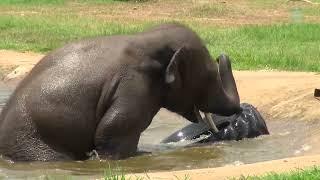 Bull Elephant Dok Geaw's Playful Adventures - ElephantNews