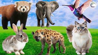 Love The Life Of Cute Animals Around Us: Red Panda, Elephant, Bird, Rabbit, Hyena, Cat