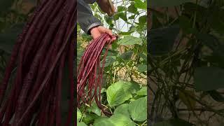 Harvesting beans #farming #gardening